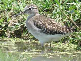 Wood Sandpiper