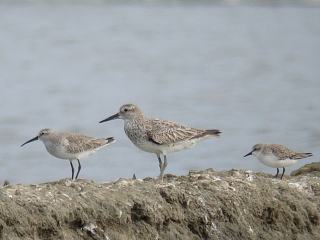 A single bird each of 3 different species in one image, it's my personal record but I should really start to concentrate a bit more!