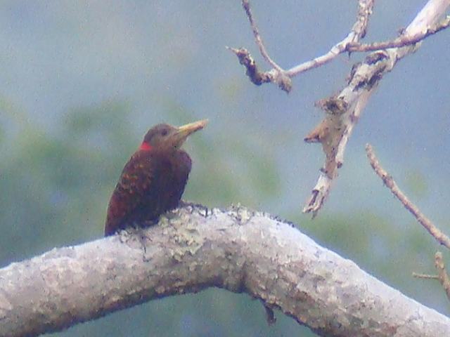 Bay Woodpecker