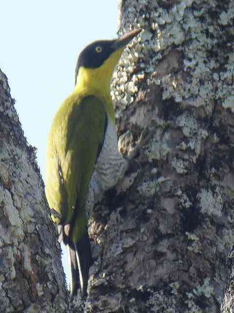 Black-headed Woodpecker