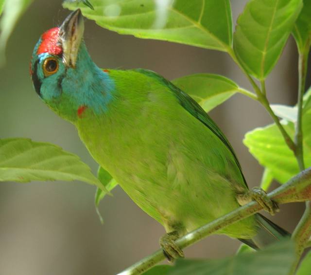 Blue-throated Barbet