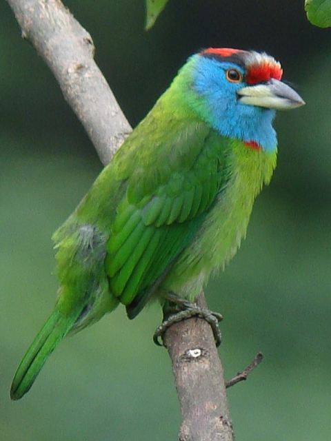 Blue-throated Barbet