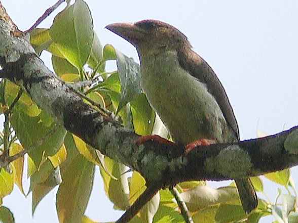 Brown Barbet