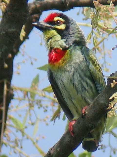 Coppersmith Barbet