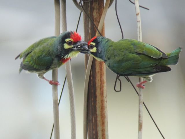 Coppersmith Barbets