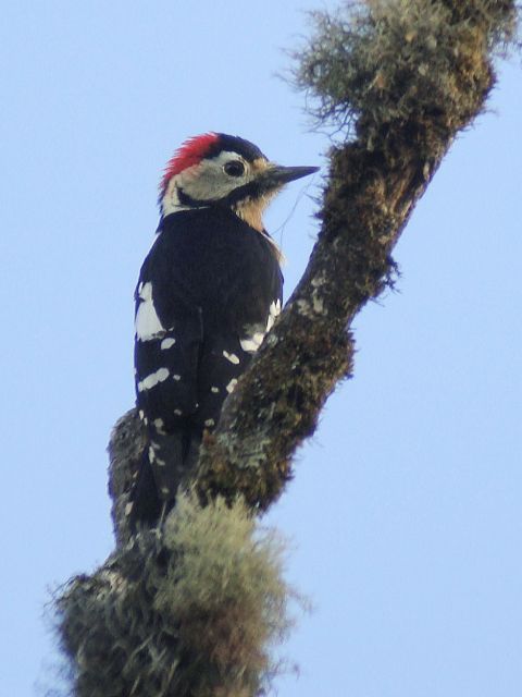 Crimson-breasted Woodpecker