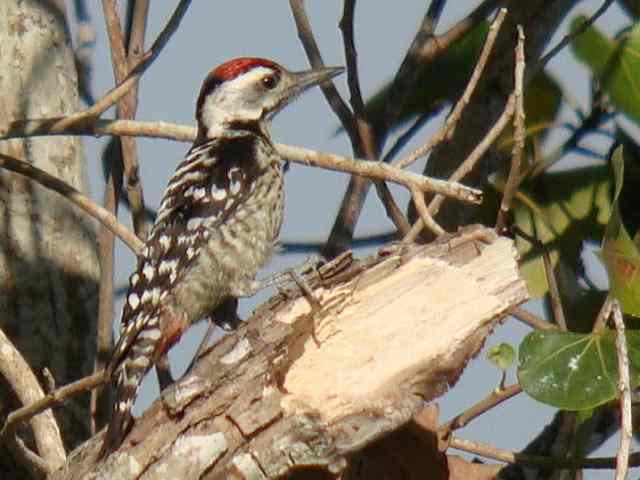 Fulvous-breasted Woodpecker