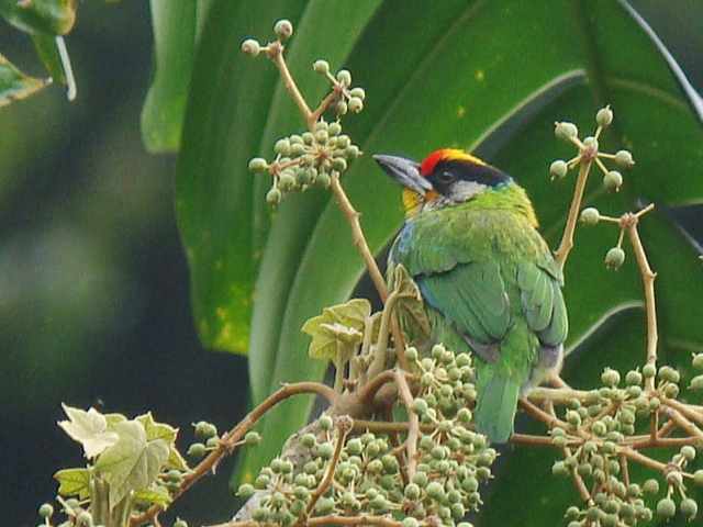 Golden-throated Barbet