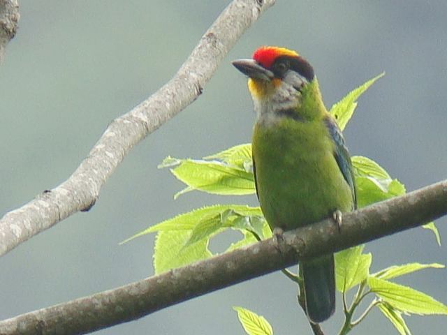 Golden-throated Barbet