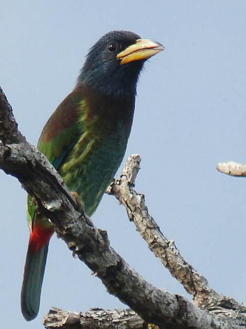 Great Barbet