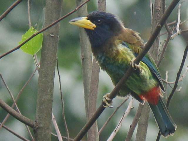 Great Barbet