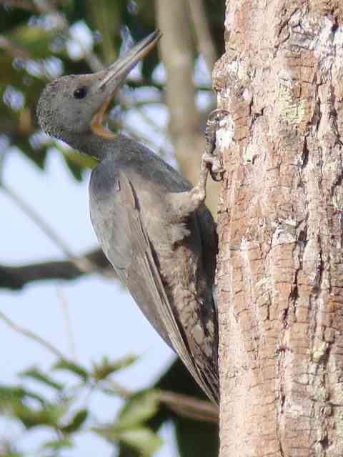 Great Slaty Woodpecker