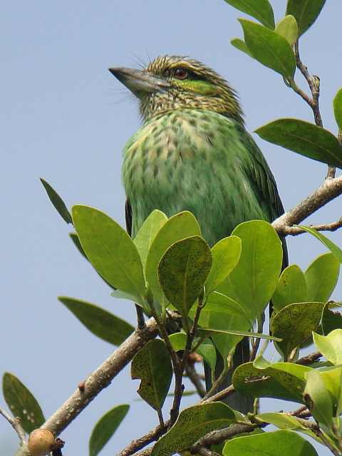 Green-eared Barbet