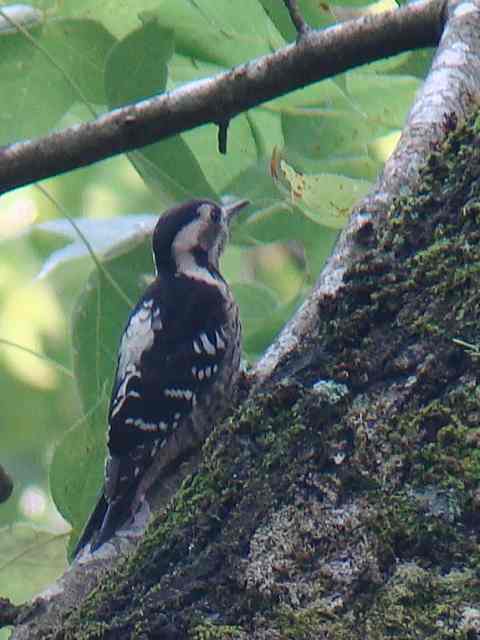 Grey-capped Woodpecker