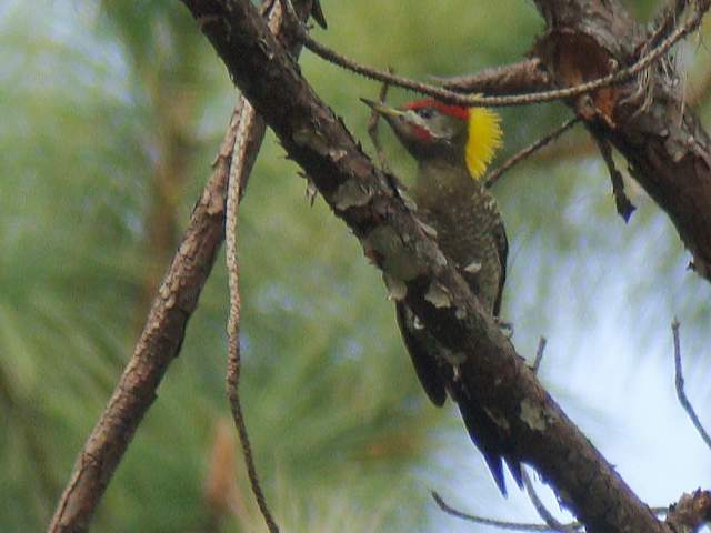 Lesser Yellownape