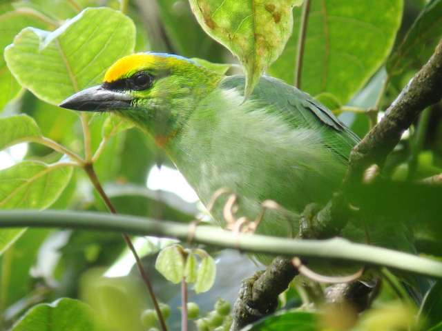 Orange-fronted Barbet