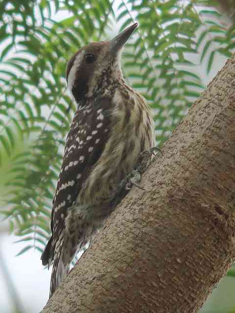 Philippine Woodpecker