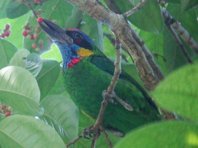 Red-crowned Barbet