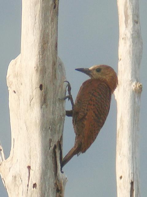 Rufous Woodpecker