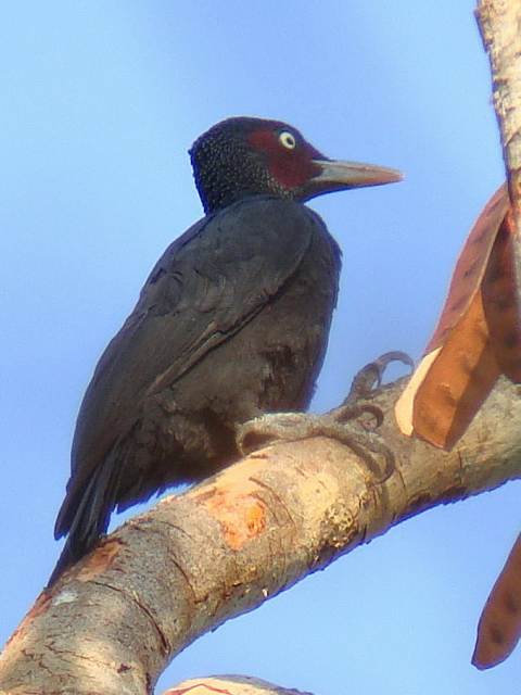 Sooty Woodpecker