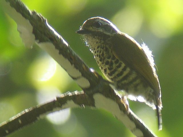 Speckled Piculet