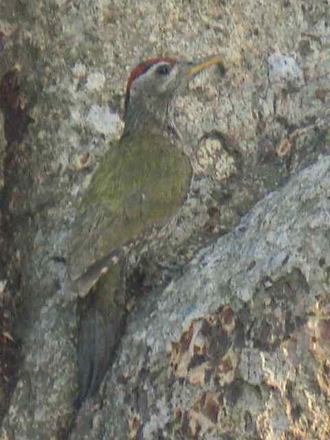 Streak-throated Woodpecker