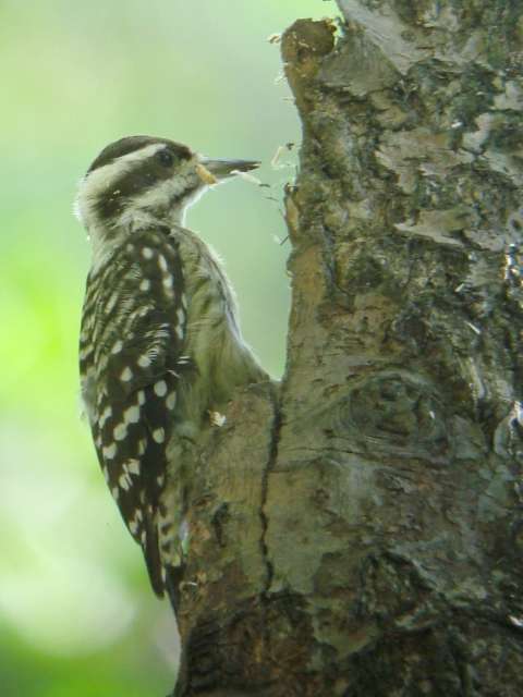 Sunda Woodpecker