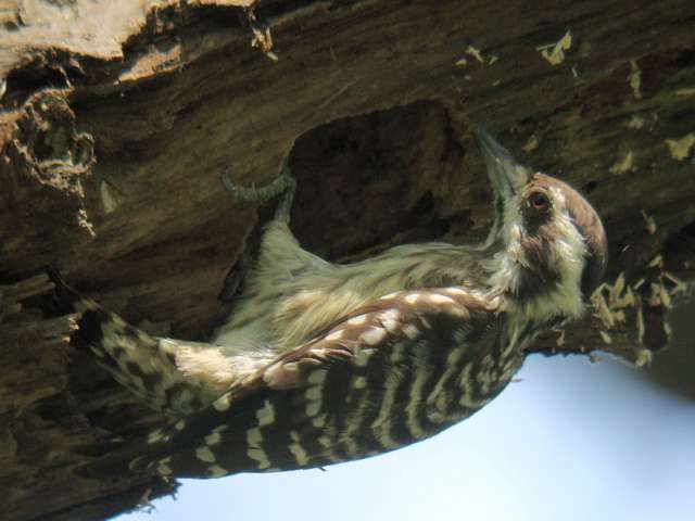 Sunda Woodpecker