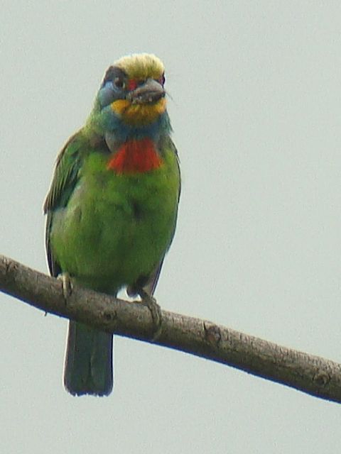 Taiwan Barbet