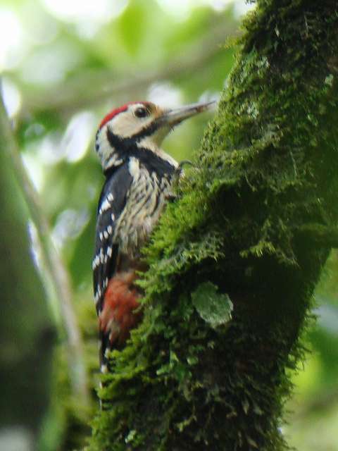 White-backed Woodpecker