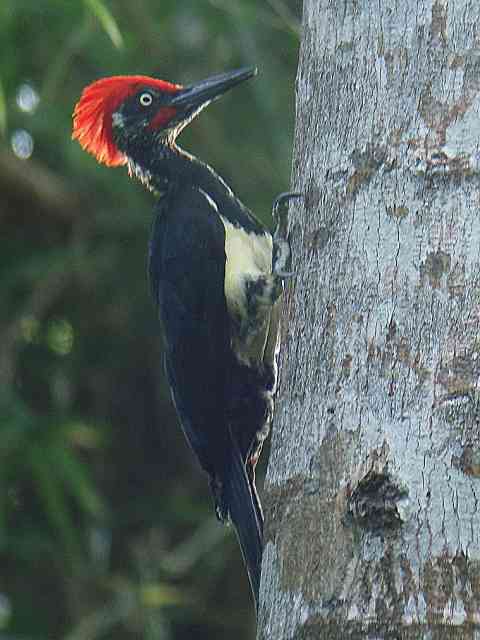 White-bellied Woodpecker