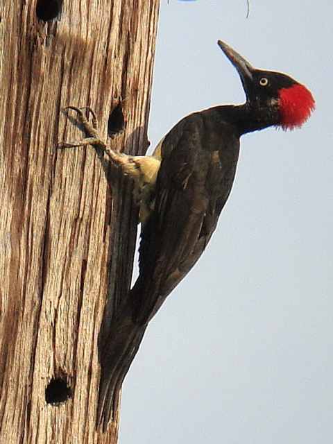 White-bellied Woodpecker