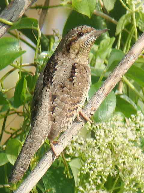 Eurasian Wryneck