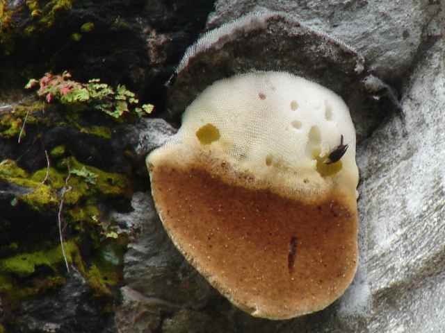 Yellow-rumped Honeyguide