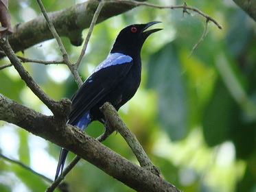 Asian Fairy Bluebird