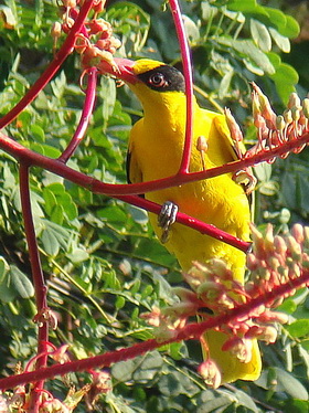 Black-naped Oriole