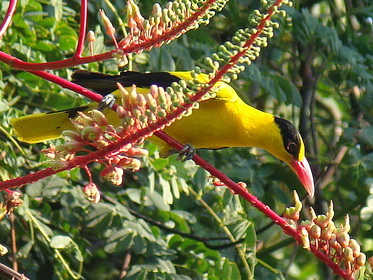 Black-naped Oriole