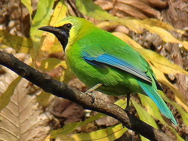 Blue-winged Leafbird