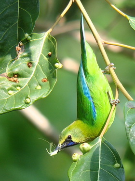 Blue-winged Leafbird