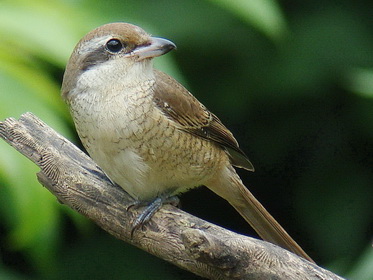 Brown Shrike