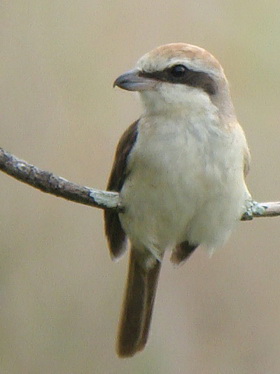 Brown Shrike