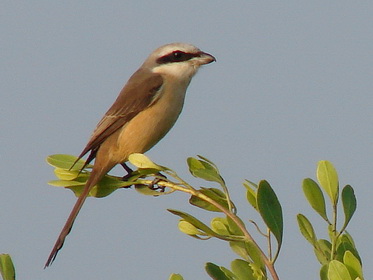Brown Shrike