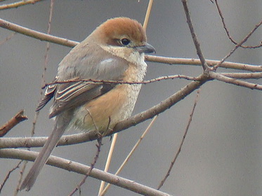 Bull-headed Shrike