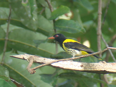 Dark-throated Oriole