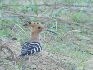 Hoopoe