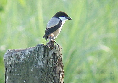 Long-tailed Shrike