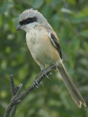 Long-tailed Shrike