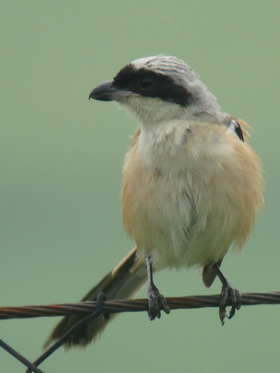 Long-tailed Shrike