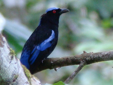 Philippine Fairy Bluebird