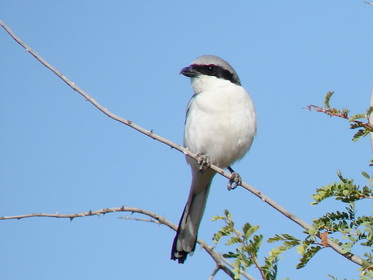 Southern Grey Shrike